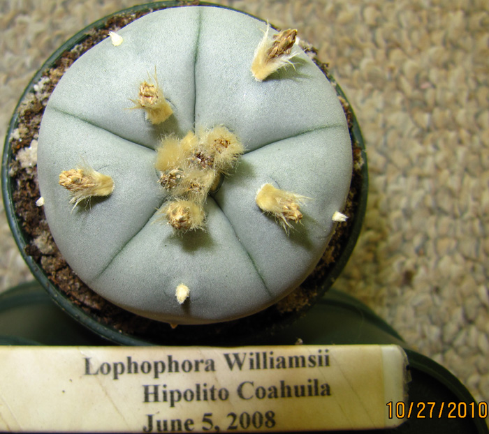 Lophophora Williamsii var. Hipolito